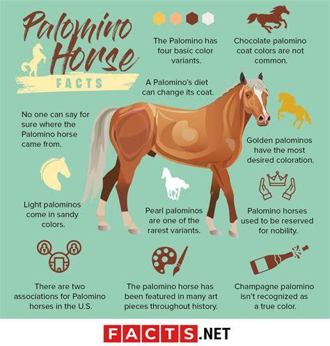 picture of a palomino|Palomino Horse Facts with Pictures